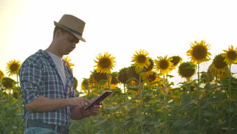 A-young-farmer-in-straw-hat-walks-across-a-field-with-large-sunflowers-and-writes-information-about-it-in-his-electronic-tablet-in-nature.